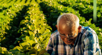 Elder farmer in soy field