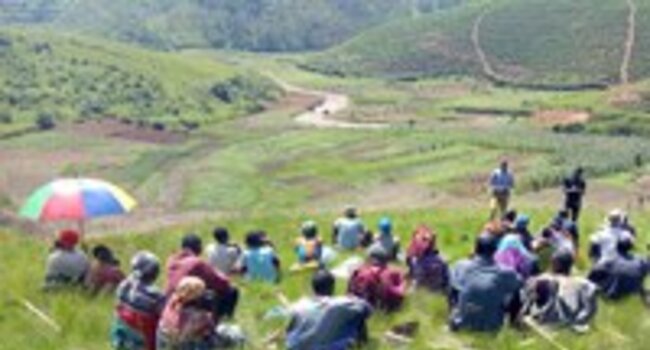 Tea and palm in East Africa: ensuring responsible production