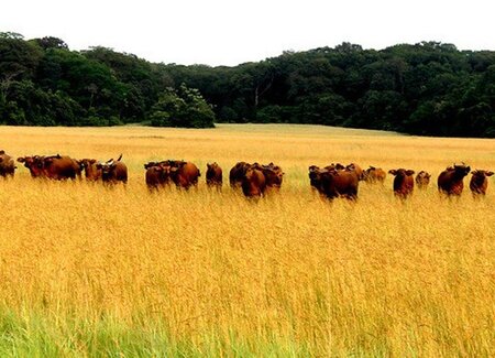 Deforestation Free Beef Procurement