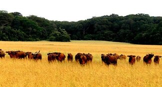 Deforestation Free Beef Procurement