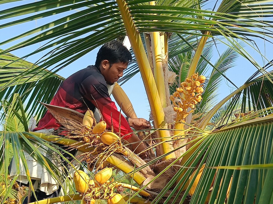 Coconut Farming
