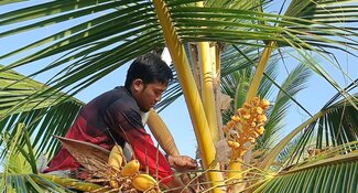 Coconut Farming