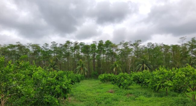 Making agricultural commodity production systems sustainable through policy development in Peru