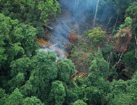 Penilaian risiko deforestasi di seluruh rantai pasok pertanian global