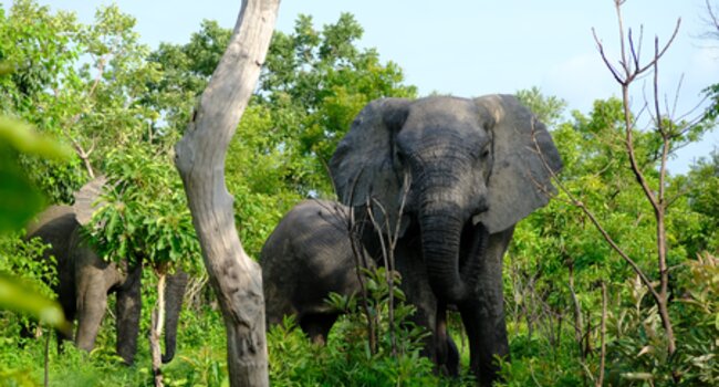 Mitigating Human-Elephant Conflicts within Smallholder Landscapes in Sabah