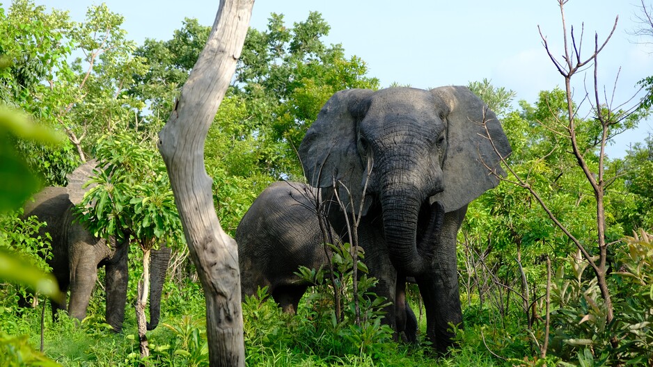 Mitigating Human-Elephant Conflicts within Smallholder Landscapes in Sabah
