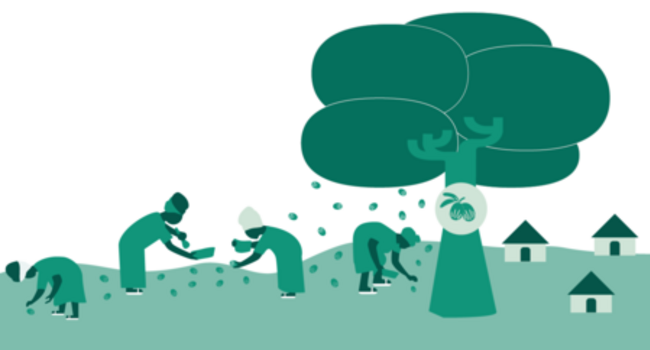 The Landscape of Shea (Infographic)