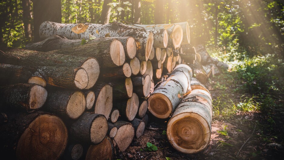 EU Regulation on Deforestation-Free Products: Recommendations for a Forest Positive Impact