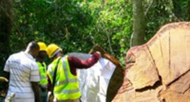 Call for applications: timber legality verification observers