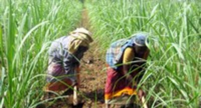 Supporting Nestlé’s global implementation of Responsible Sourcing Guidelines for sugar