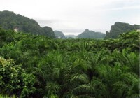 Proforest teams up with Daemeter and the Rainforest Alliance