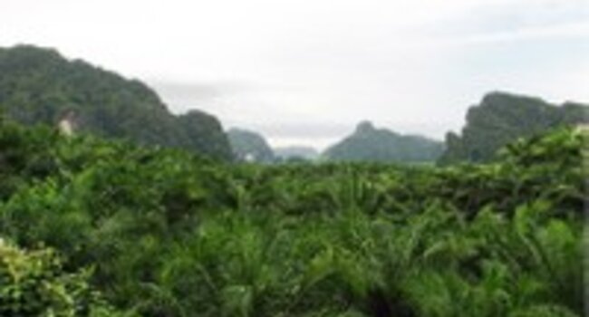 Proforest teams up with Daemeter and the Rainforest Alliance