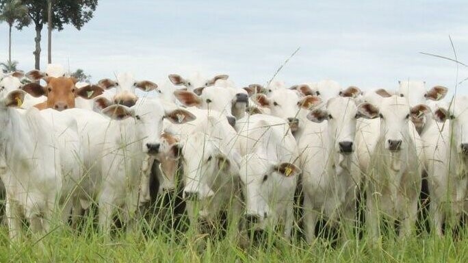 The Brazilian Leather Sector's Journey Towards EUDR Implementation