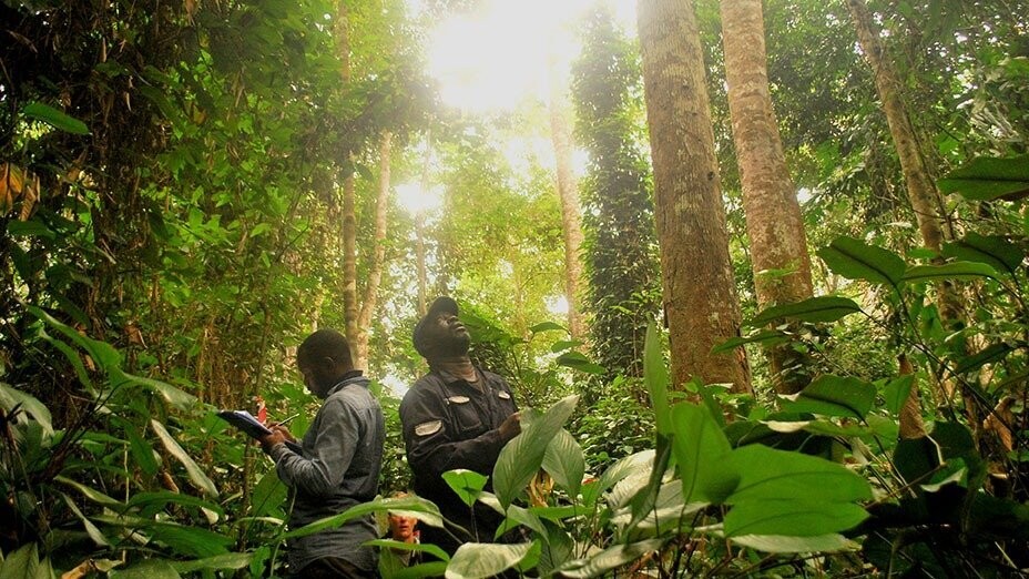 AFi Webinar: Protecting forests, ecosystems, and human rights in a shifting landscape