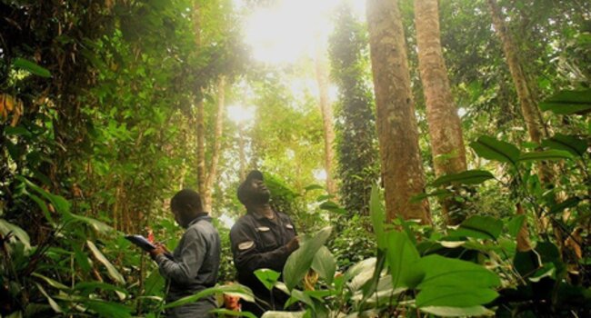 AFi Webinar: Protecting forests, ecosystems, and human rights in a shifting landscape