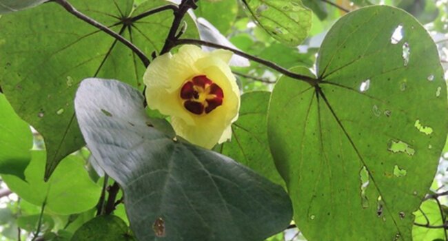 Developing practical resources for HCVs management and monitoring