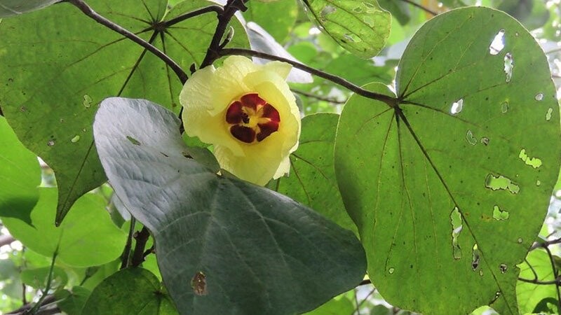 Desarrollo de recursos prácticos para la gestión y el monitoreo de AVC