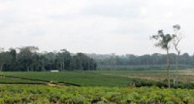 Gabon RSPO National Interpretation wins approval