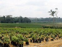 Gabon RSPO National Interpretation wins approval