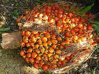 Proforest and partners to verify Musim Mas palm oil supply chain