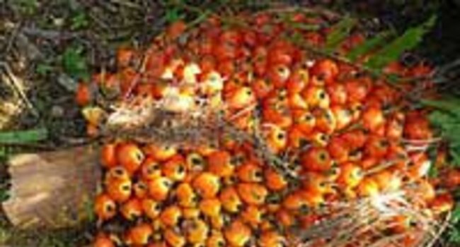 Proforest and partners to verify Musim Mas palm oil supply chain