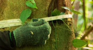 Beyond Supply Chains: Pulp, Paper and Packaging Companies Take Landscape Action for Sustainability at Scale