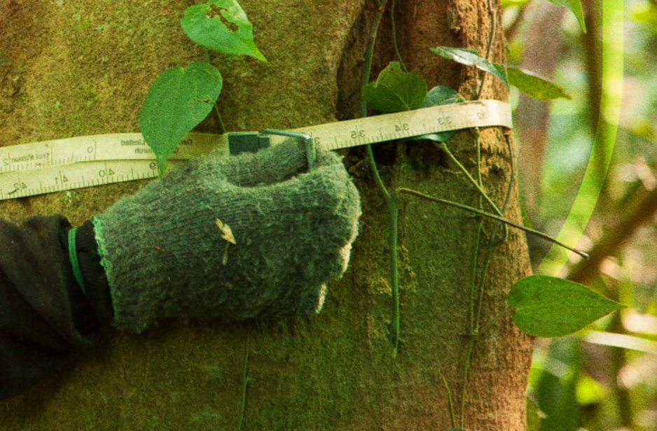 Beyond Supply Chains: Pulp, Paper and Packaging Companies Take Landscape Action for Sustainability at Scale