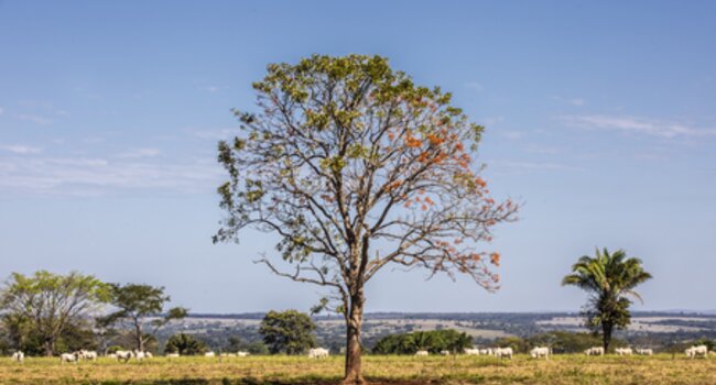 Mato Grosso landscape