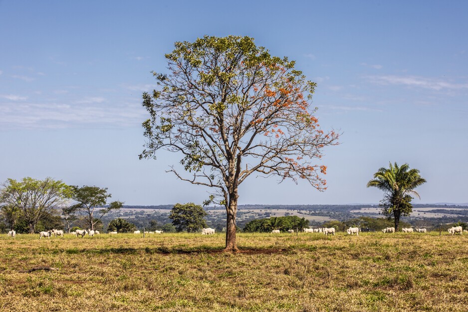 Mato Grosso landscape