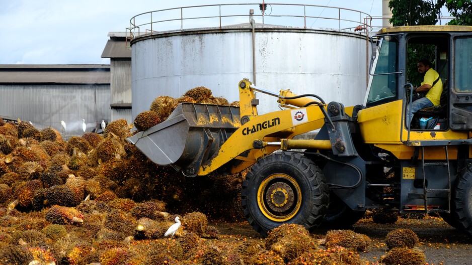 Challenges & opportunities in palm oil