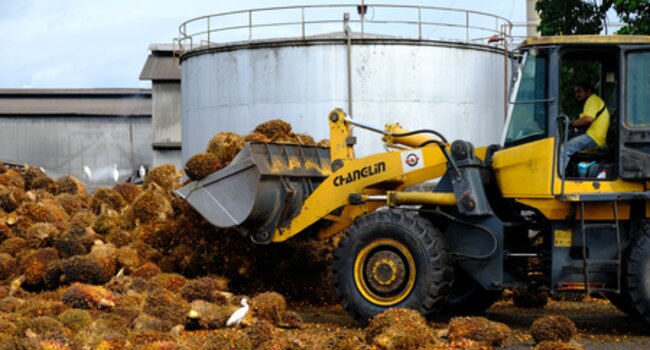 Challenges & opportunities in palm oil