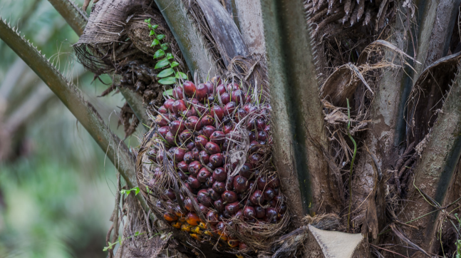 Guidance on Engagement Principles for the National Oil Palm Strategy and Action Plan of Liberia