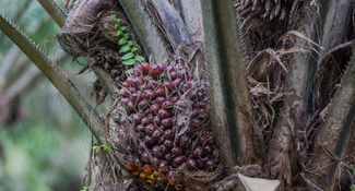 Guidance on Engagement Principles for the National Oil Palm Strategy and Action Plan of Liberia