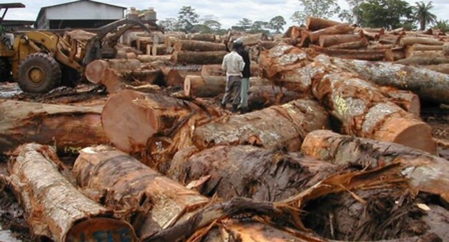 Evaluation of the FLEGT/VPA Legality Assurance Scheme