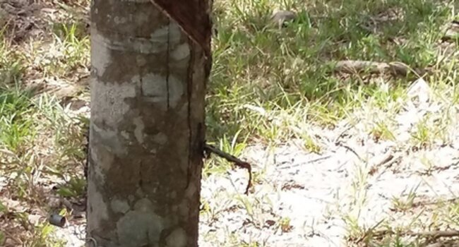 Responsible rubber production support in Cameroon for SDCC