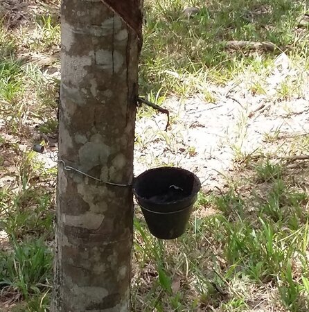 Responsible rubber production support in Cameroon for SDCC