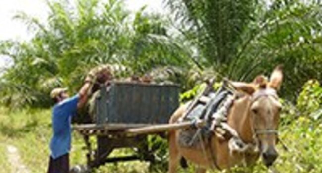 Supporting responsible smallholder production