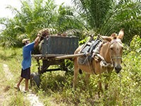 Supporting responsible smallholder production