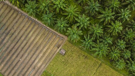 Respecting Indigenous Peoples and Local Communities Rights in Indonesia