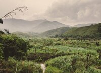 Proforest apoya a Corrie MacColl Limited en la mejora de su desempeño en sostenibilidad