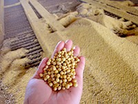 Bridging the gap: new coalition links soy buyers with on-the-ground initiatives to tackle deforestation