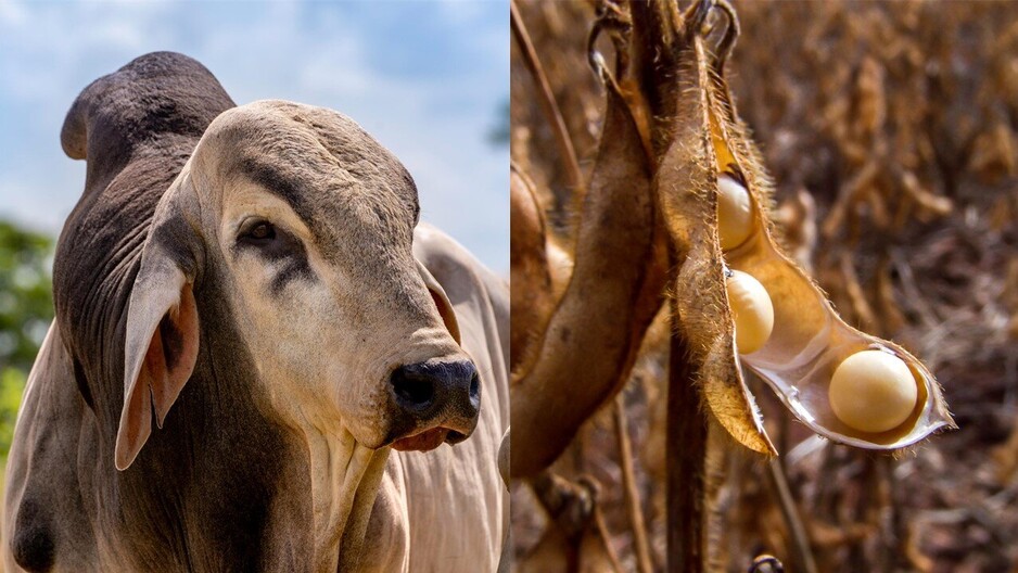Multistakeholder engagement on sustainable transition of soy and cattle sectors