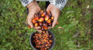 hands holding palm fruit