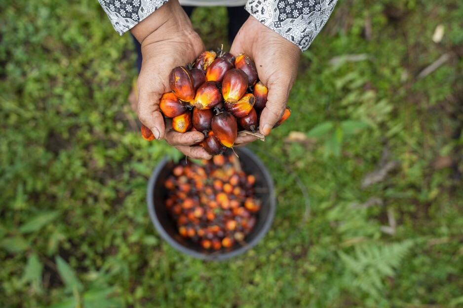 hands holding palm fruit