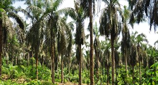 Second newsletter from the Africa Palm Oil Initiative's Ghana national platform