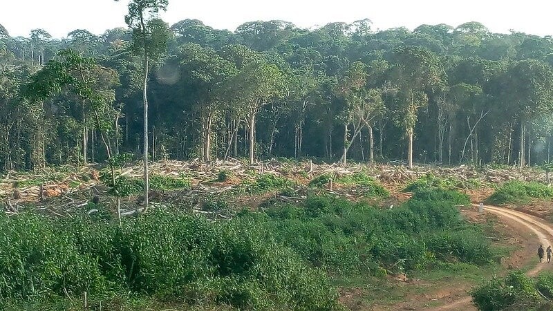 Programa de paisajes de producción en África - apoyo a empresas de la cadena de suministro