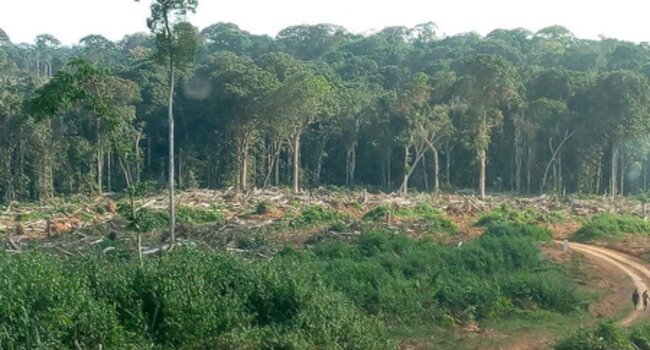 Production Landscape Programme Africa - supporting supply chain companies