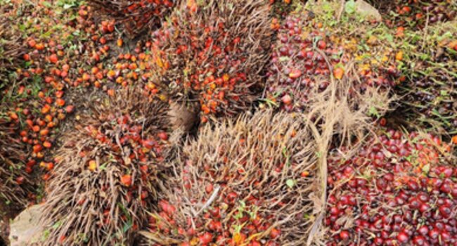 Proforest publishes the Palm Oil Toolkit to help companies implement commitments