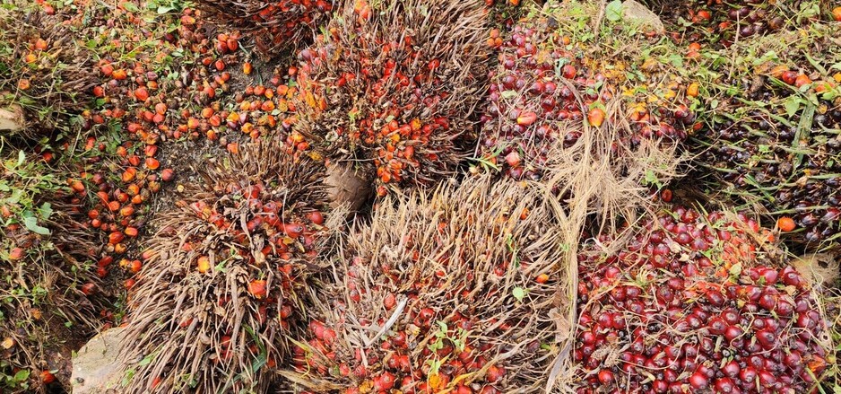 Proforest publishes the Palm Oil Toolkit to help companies implement commitments