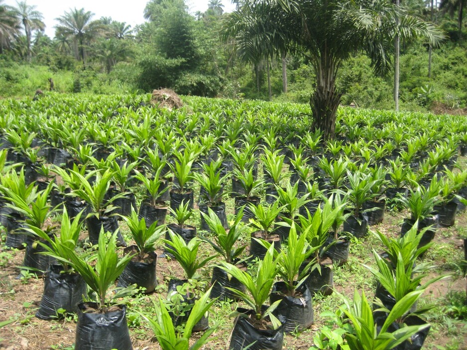 The Africa Palm Oil Initiative's Ghana national platform develop first newsletter